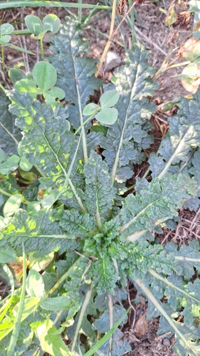 moth mullein