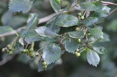 Crataegus gaylussacia