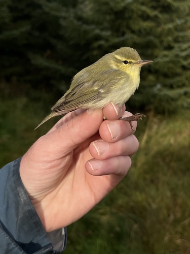 Green Warbler, Værøya, Værøy, 18, NO, photo 10 of 10