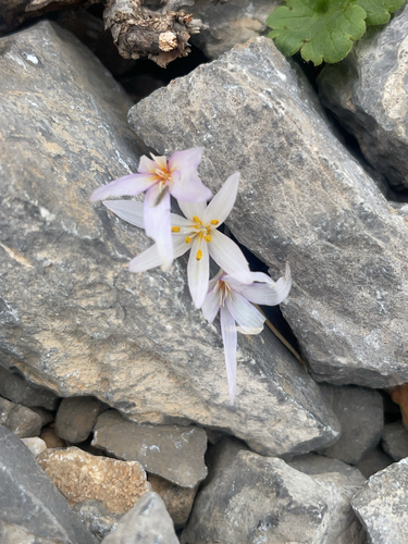 Colchicum cretense
