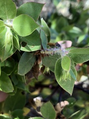 Arctostaphylos pechoensis