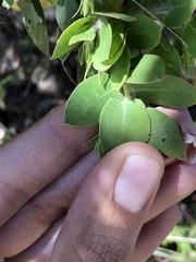 Arctostaphylos pechoensis