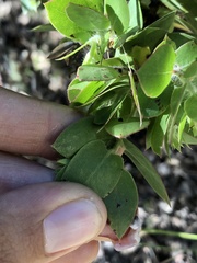 Arctostaphylos pechoensis