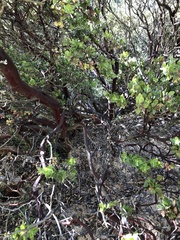 Arctostaphylos pechoensis