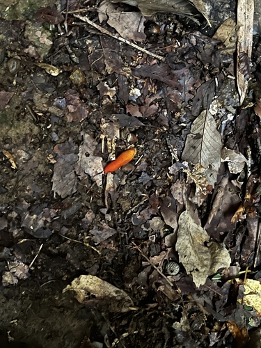 Trichoderma cornu-damae