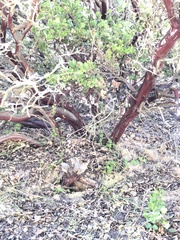 Arctostaphylos pechoensis