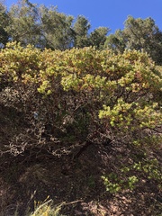 Arctostaphylos pechoensis