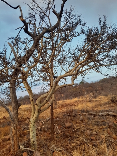 Image of Satin-bark corkwood by no rights reserved