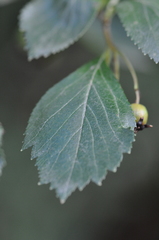 Crataegus gaylussacia
