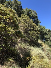 Arctostaphylos pechoensis