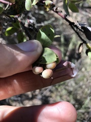 Arctostaphylos pechoensis