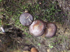 Cortinarius porphyrophaeus
