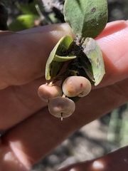 Arctostaphylos pechoensis