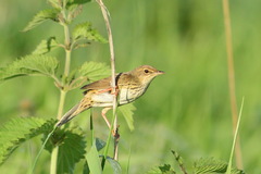 Locustella lanceolata
