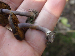 Cortinarius porphyrophaeus