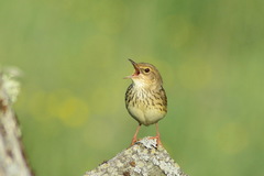 Locustella lanceolata