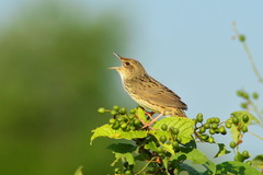 Locustella lanceolata