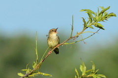 Locustella lanceolata