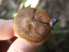 Cortinarius porphyrophaeus