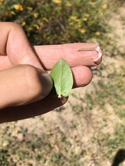 Arctostaphylos pechoensis