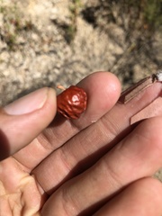 Arctostaphylos pechoensis