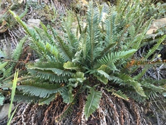 Polystichum imbricans