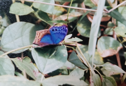 Eastern Blue Mother-of-Pearl