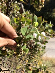 Arctostaphylos pechoensis