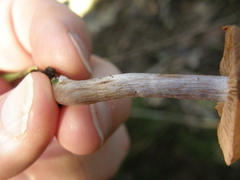 Cortinarius porphyrophaeus