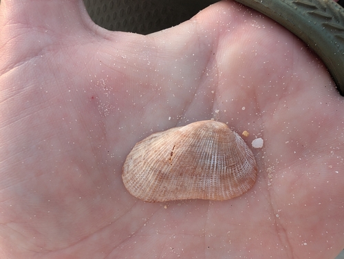 Barbatia lacerata observed 2024-09-30