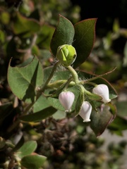 Arctostaphylos pechoensis