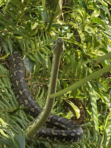 Coastal Carpet Python sighting