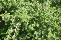 Ribes leptanthum