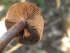 Cortinarius porphyrophaeus