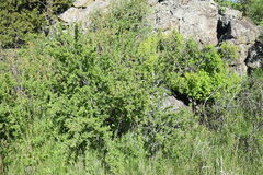 Ribes leptanthum