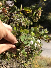 Arctostaphylos pechoensis