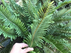 Polystichum imbricans