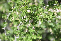 Ribes leptanthum