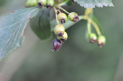 Crataegus gaylussacia