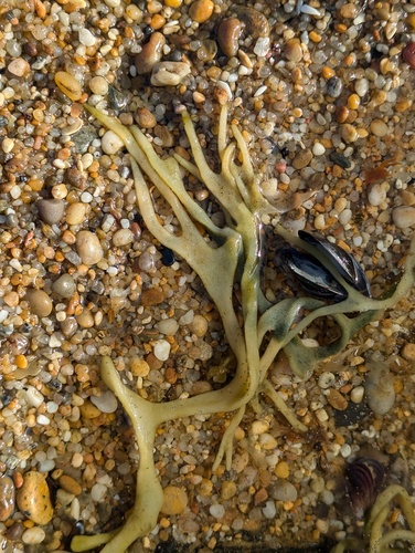 Velvet Horn (Codium tomentosum)
