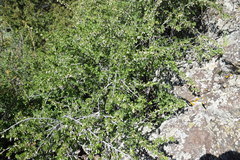 Ribes leptanthum