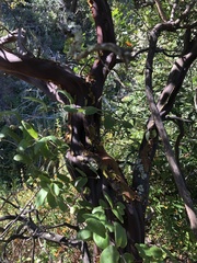 Arctostaphylos pechoensis