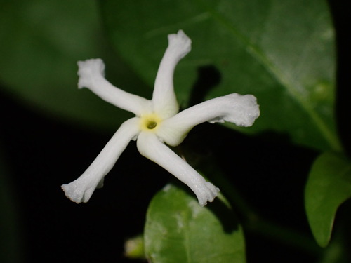 Tabernaemontana pandacaqui Lam.