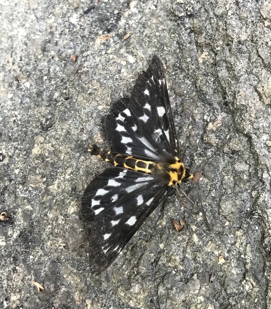 Cystidia chinensis