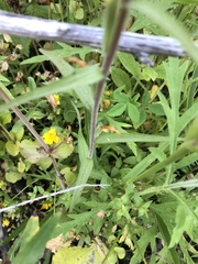 Castilleja minor stenantha