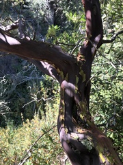 Arctostaphylos pechoensis