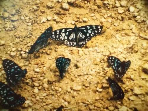 Blue Monarch