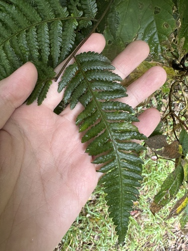 Cyathea hancockii iNat (3)