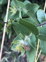 Arctostaphylos pechoensis