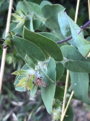 Arctostaphylos pechoensis